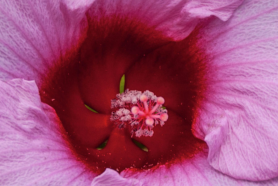 The Heart of the Flower by Paul Croll The Heart of the Flower by Paul Croll