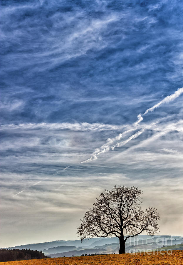 Lonely Tree in the Sky Photograph by Bernd Laeschke
