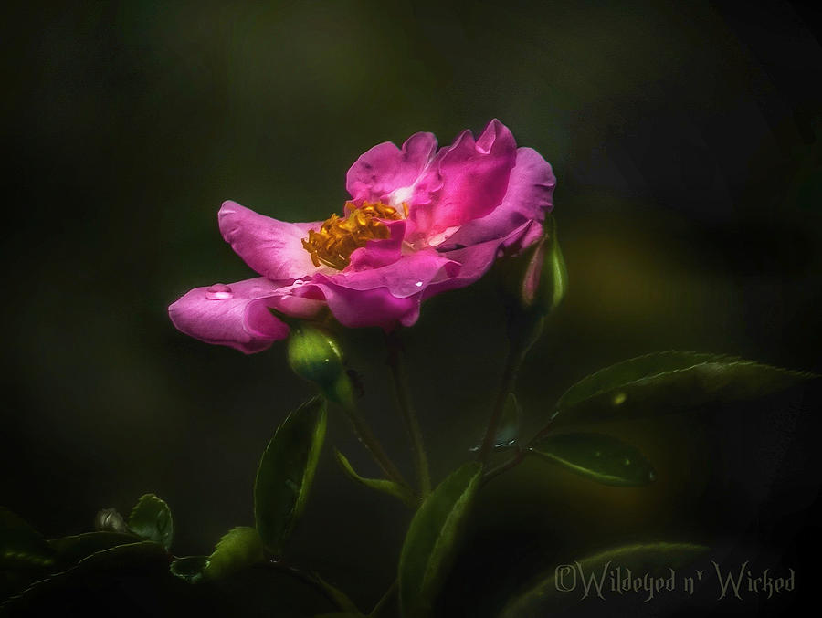 The Heirloom Rose Photograph By Brenda Wilcox Aka Wildeyed N Wicked Pixels