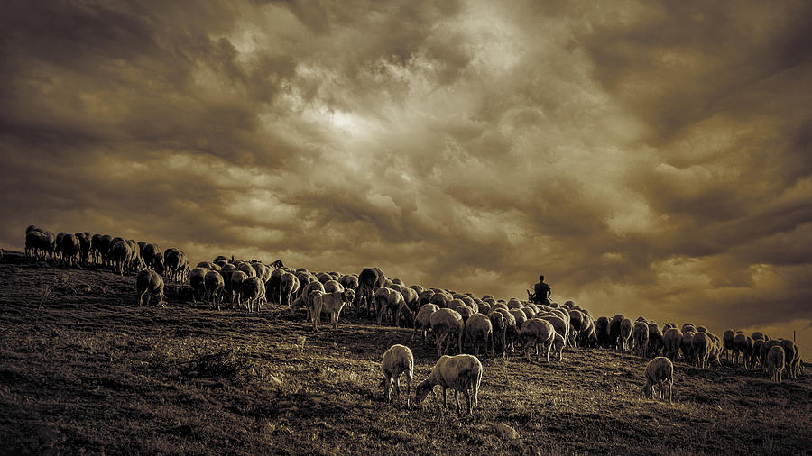 The Herd Photograph by Cicek Kiral