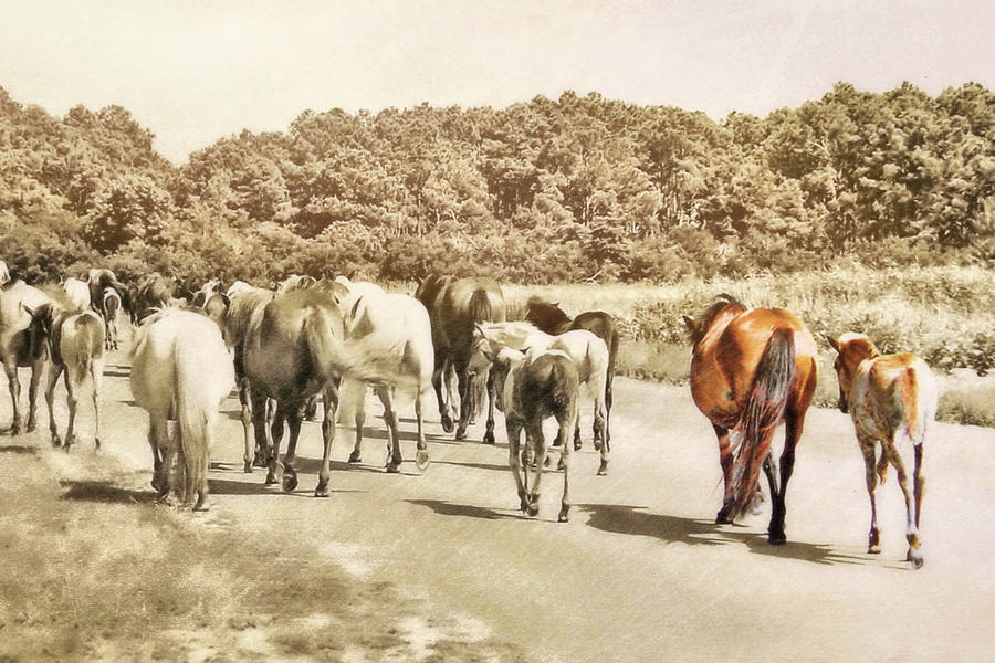 The Herd Photograph by Dressage Design