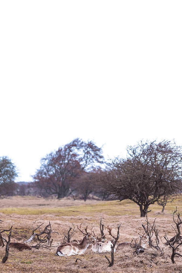 Deer Photograph - The Herd Of Fallow-deer Sitting On Meadow In Spring Season. by Cavan Images
