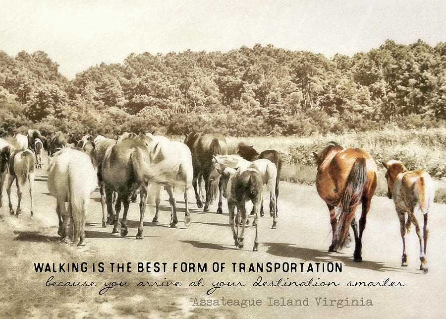 THE HERD quote Photograph by Dressage Design