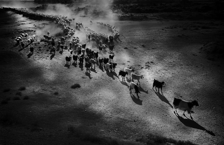 The Herd Photograph by Sinem Erdogan