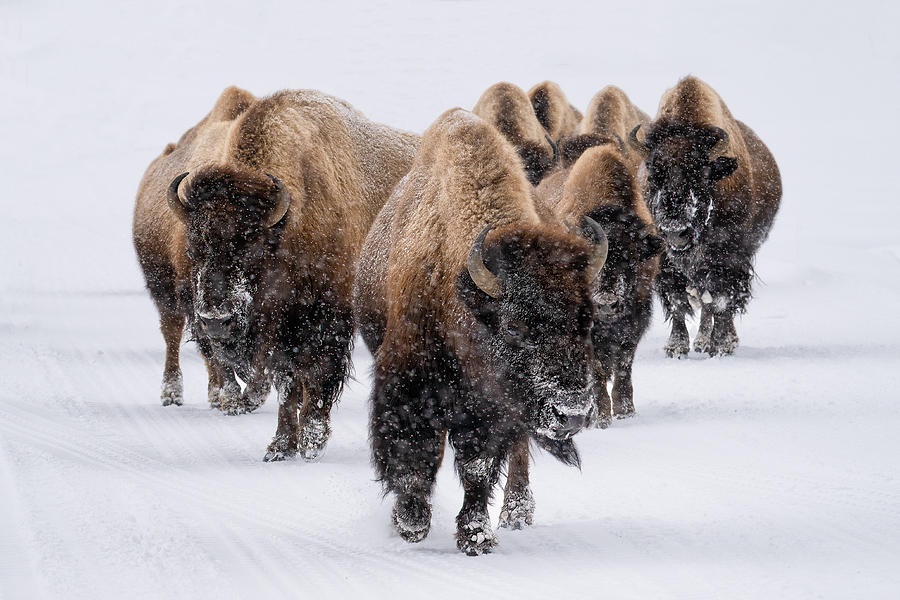 The Herd Photograph by Susanne Landolt - Fine Art America