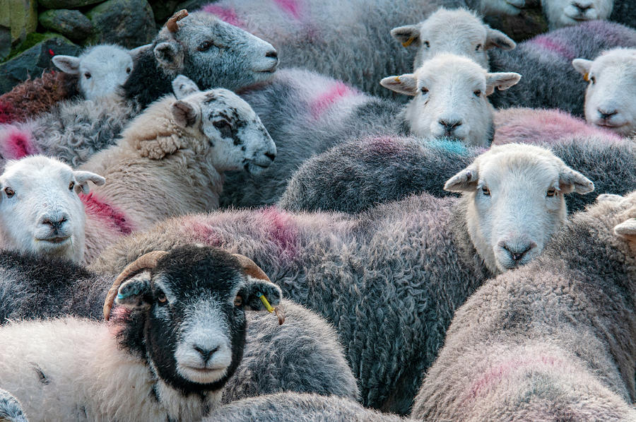 Sheep Mixed Media - The Herdwicks by Smart Aviation