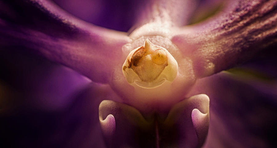 Orchid Photograph - The Hero by Artfiction (andre Gehrmann)