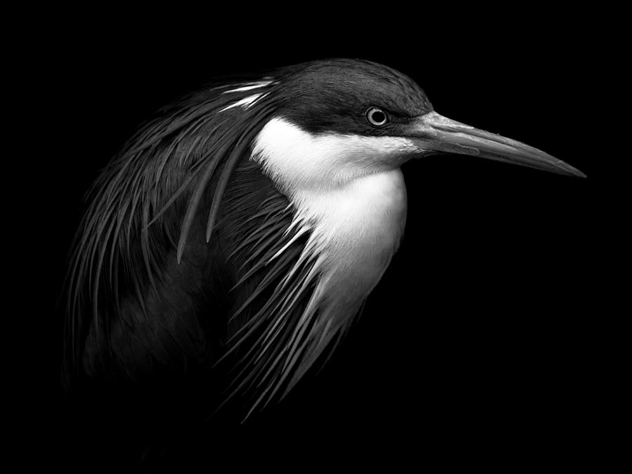 Heron Photograph - The Heron by Miraks