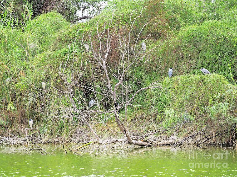 Heron Photograph - The Heron Roost by Gary Richards