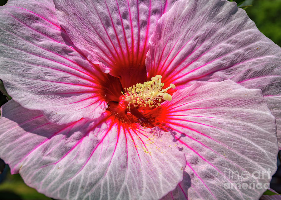 The Hibiscus Flower Photograph by Janice Pariza