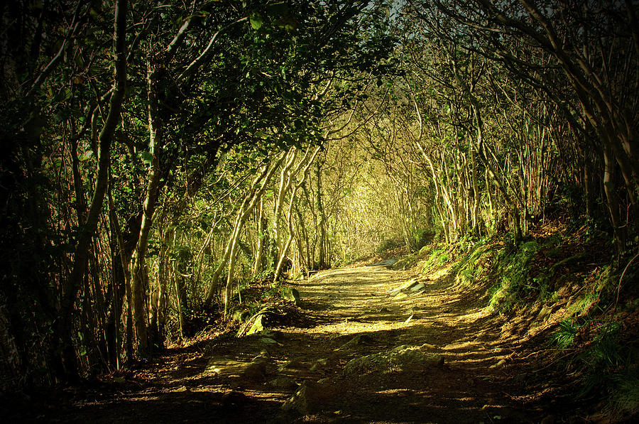 The Hidden Path Photograph by By Ronnie Mills - Fine Art America