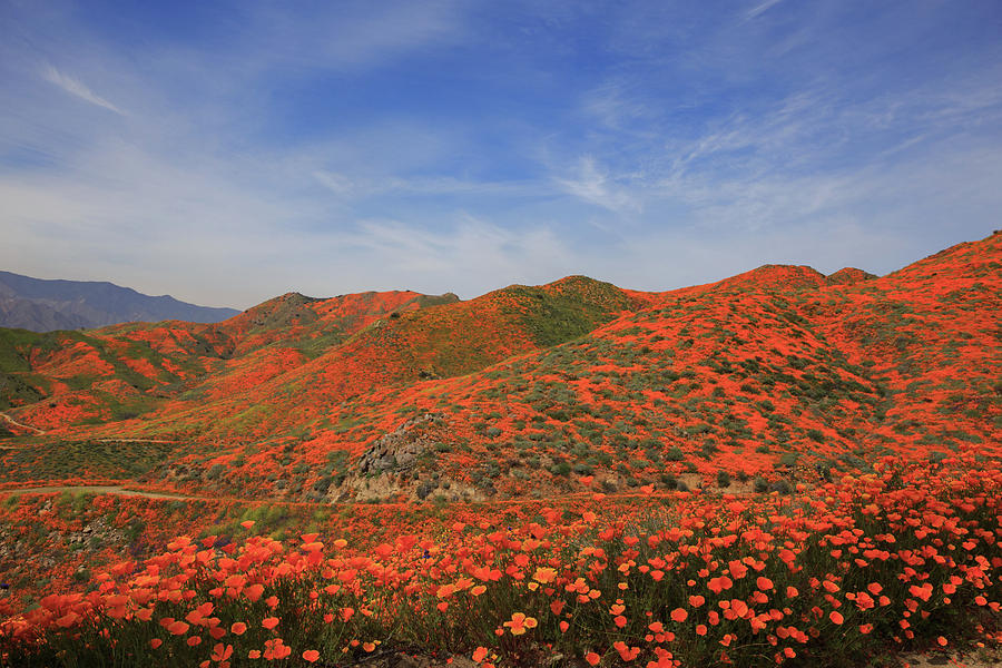 The Hills Are Alive With California Poppies Photograph