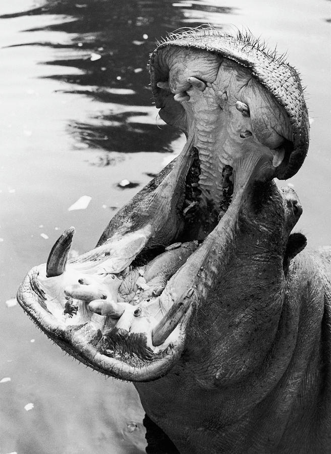 The Hippo Daisy In London 1955 Photograph by Keystone-france