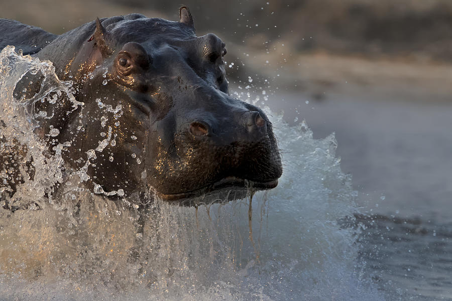 Hippopotamus Photograph - The Hippo by Phillip Chang