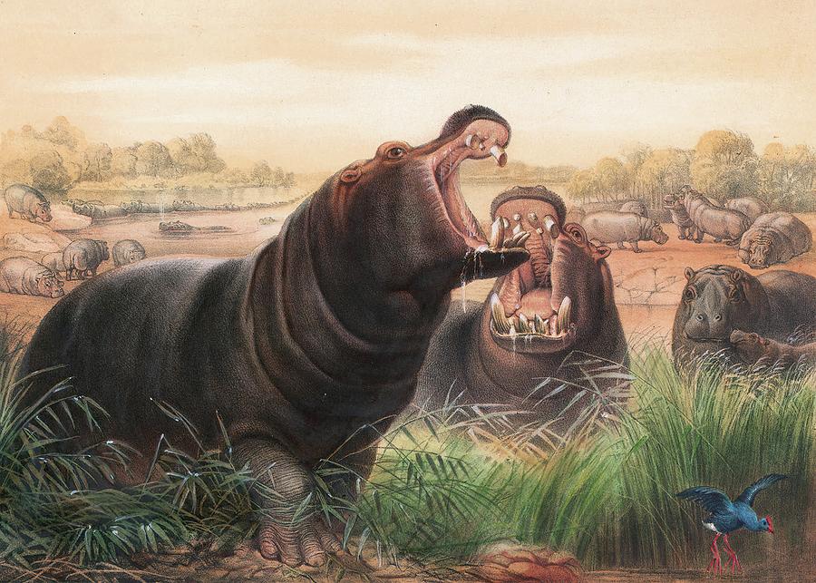 Hippopotamus Painting - The Hippopotamus by Joseph Wolf