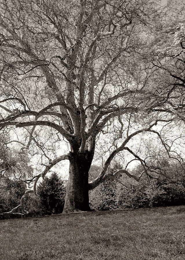 The Historic Lafayette Sycamore, Monochrome  Photograph by Gordon Beck