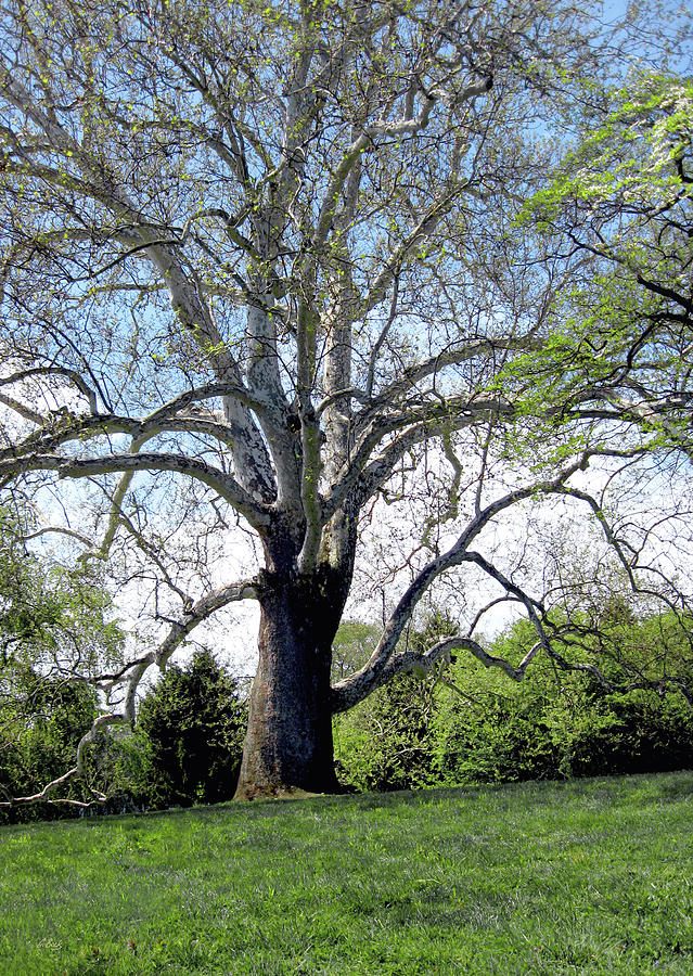The Historic Lafayette Sycamore Tree Photograph by Gordon Beck