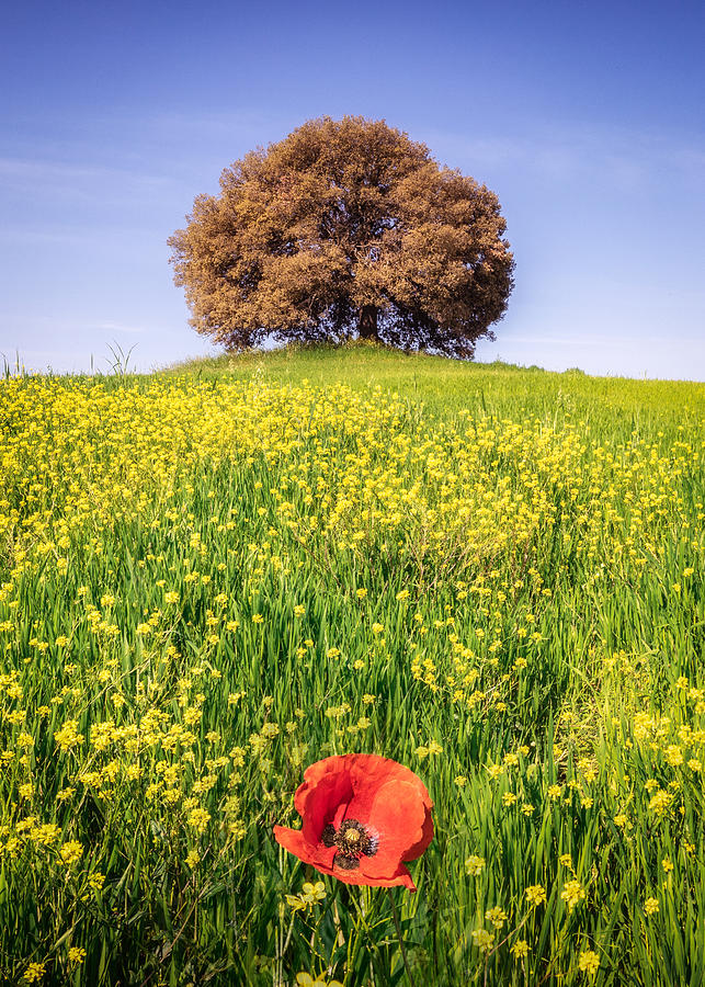 The Holm Oak And The Poppy Photograph by Sergio Barboni - Fine Art America