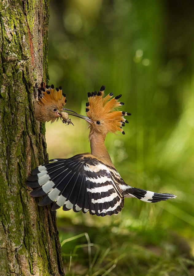 Bird Photograph - The Hoopoe Is Feeding Its Chick. Still Is Flying And Putting Some Insect In Its Beak. Typical Forest by Petr Simon