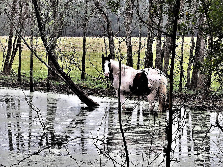 The Horse Photograph by Jerry Connally