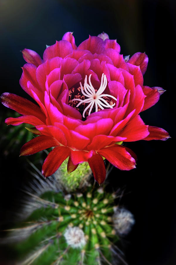 The HOT Pink Cactus  Photograph by Saija Lehtonen