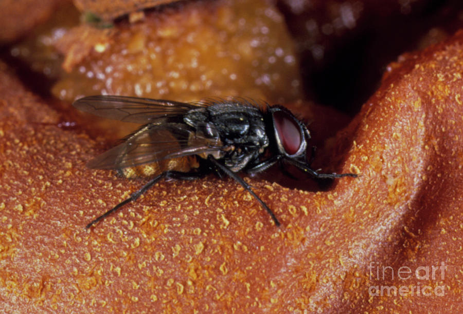 The Housefly Photograph by Astrid & Hanns-frieder Michler/science Photo Library