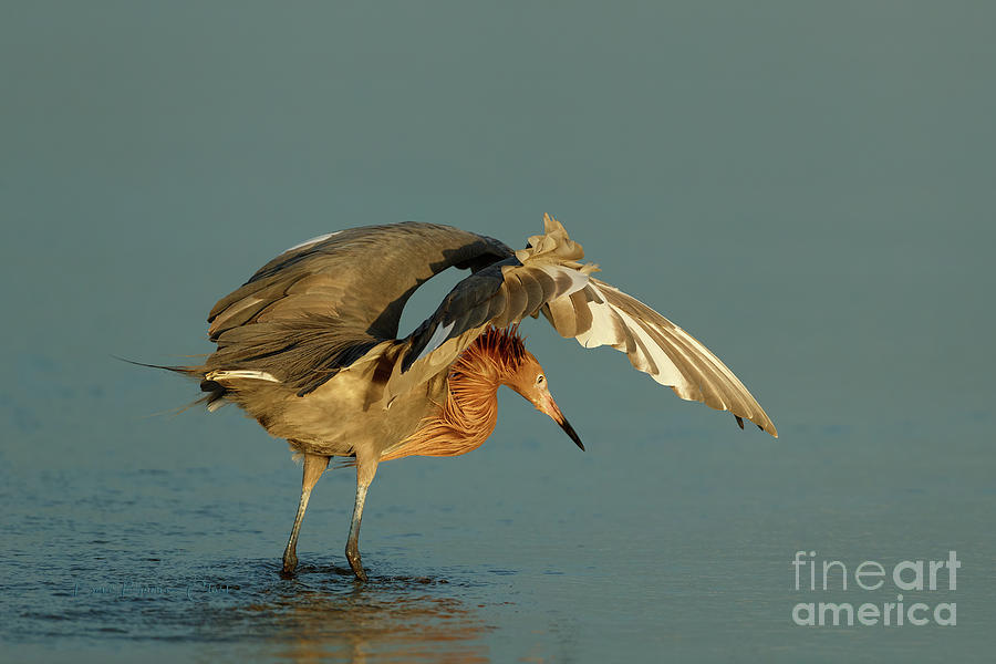 The Hover by Beve Brown-Clark Photography The Hover by Beve Brown-Clark Photography