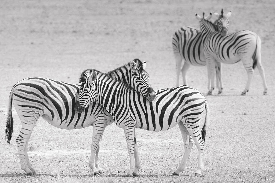 Zebra Photograph - The Hug by Hannes Bertsch