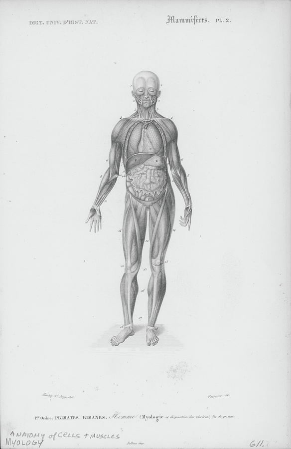 The Human Body Photograph by Archive Photos