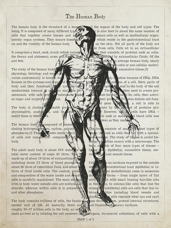 The Human Body Illustation 01 Digital Art