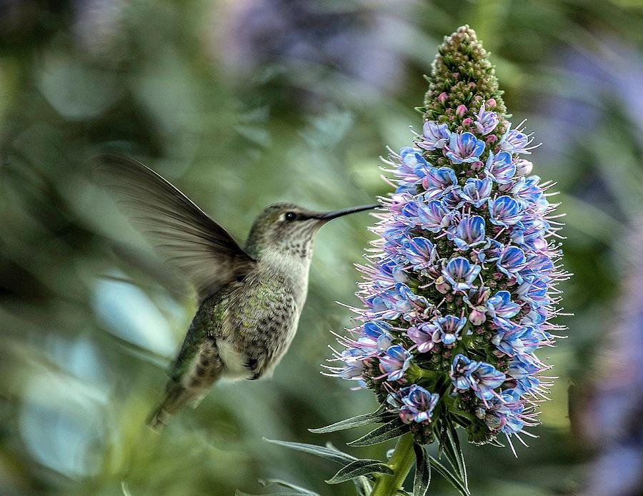 Animal Photograph - The Hummingbird And The Echium by Robin Wechsler
