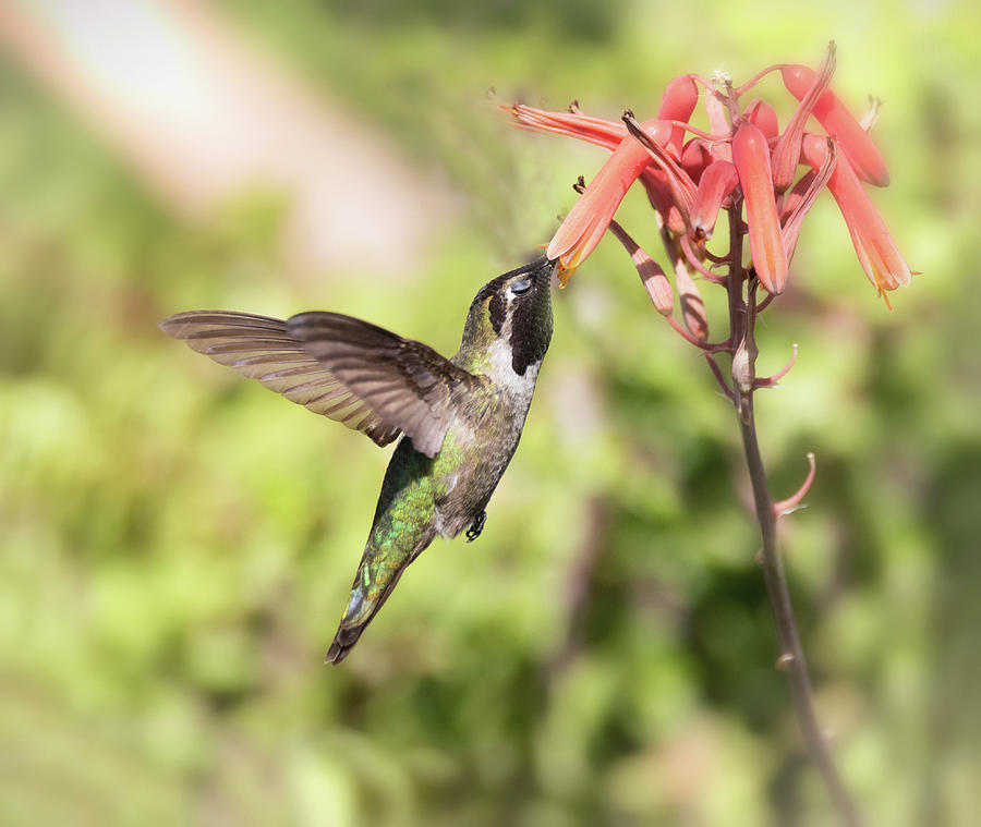 The Hummingbird Breakfast  Photograph by Saija Lehtonen
