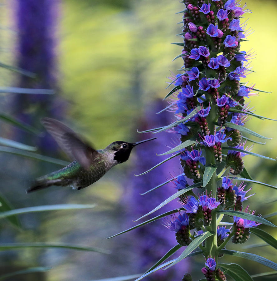 Animal Photograph - The Hummingbird In The Echium by Robin Wechsler