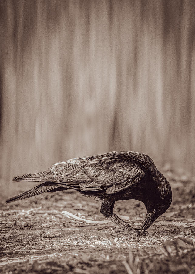 The Hungry Crow Photograph by Bob Orsillo