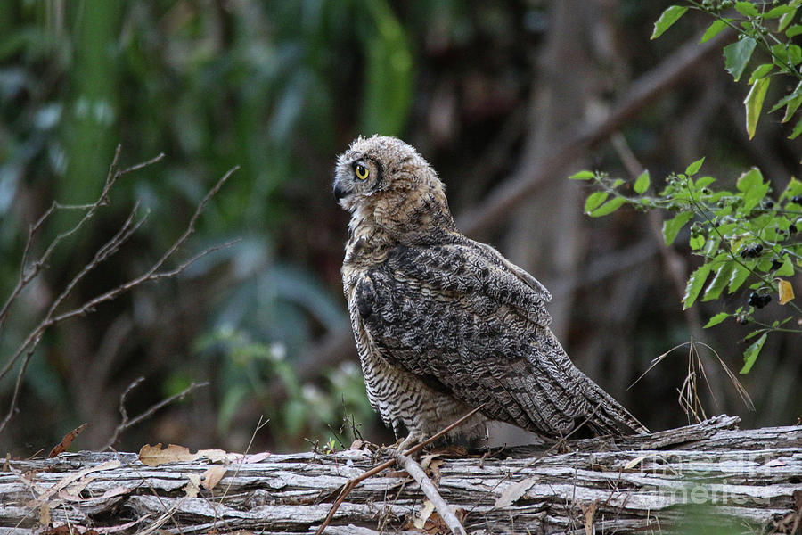 Owl Photograph - The Hunter 8982 by Craig Corwin