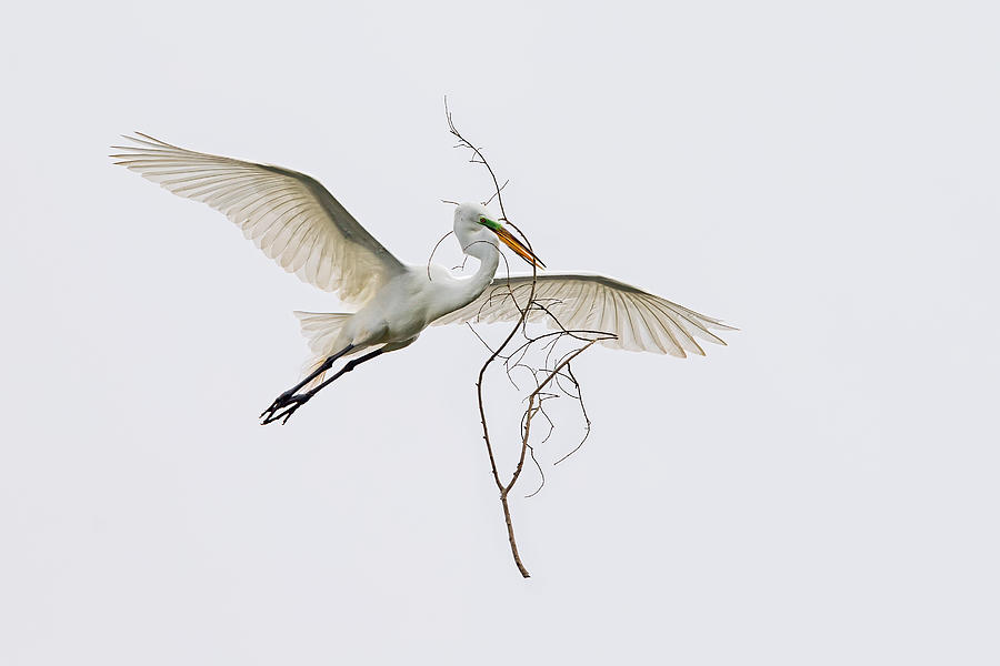 Egret Photograph - The Husband Is A Hard-working Bird. by Cheng Chang