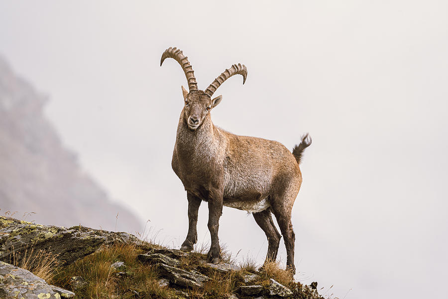 Wildlife Photograph - The Ibex In The Alps by Martin E