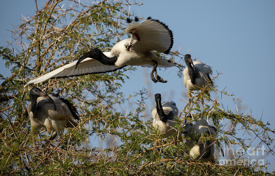 The Ibis Tree Photograph by Eva Lechner