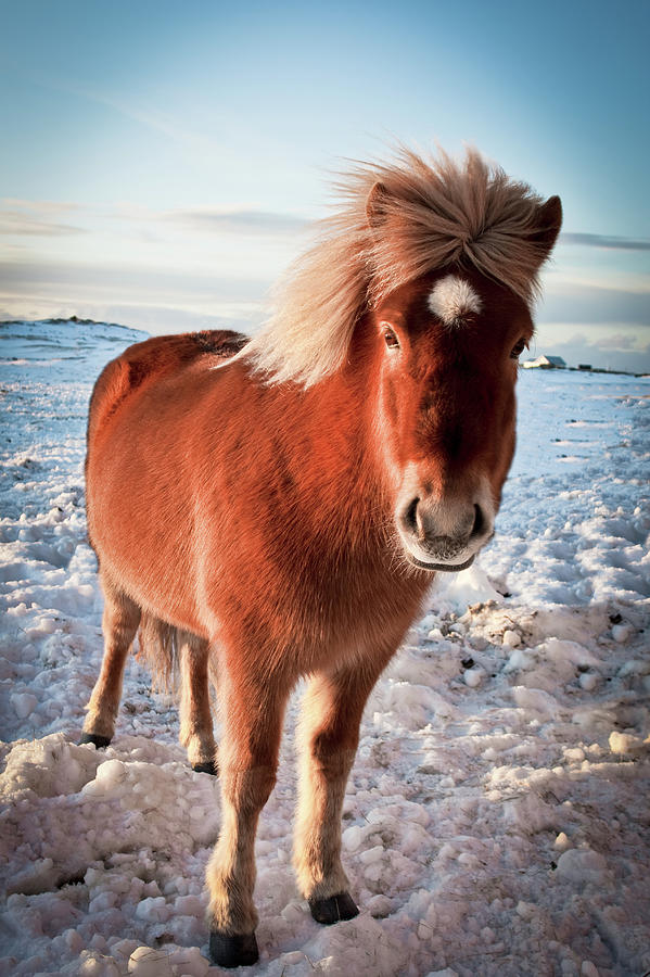 The Icelandic Horse Photograph by Harpa Hrund Berndsen