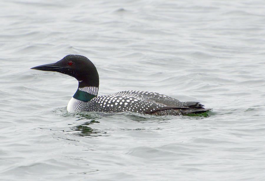 The Iconic Loon  Photograph by Lyle Crump