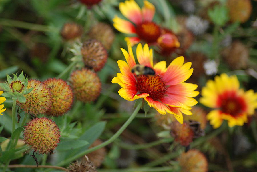 The Indian Blanket Flower Photograph by Ee Photography