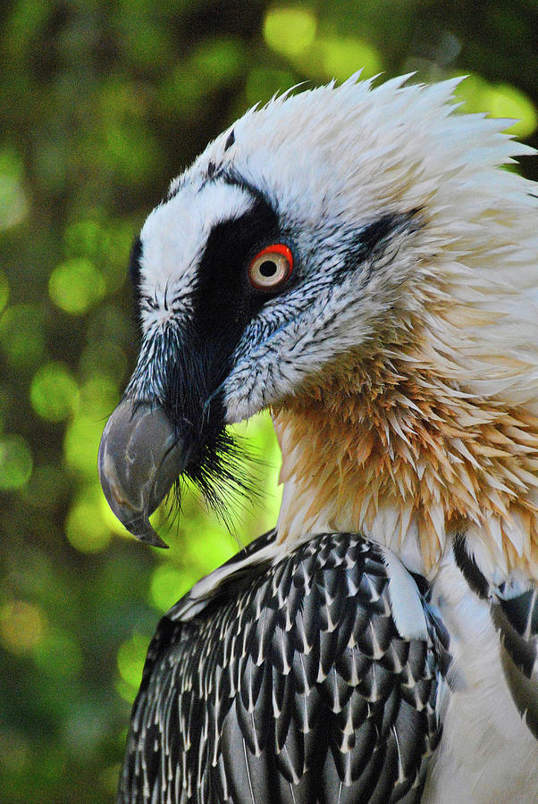 The Indian Cheif of Vultures by Darren Weeks The Indian Cheif of Vultures by Darren Weeks