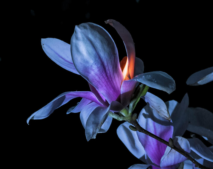 Magnolia Movie Photograph - The Inner Mounting Flame by Jerry LoFaro
