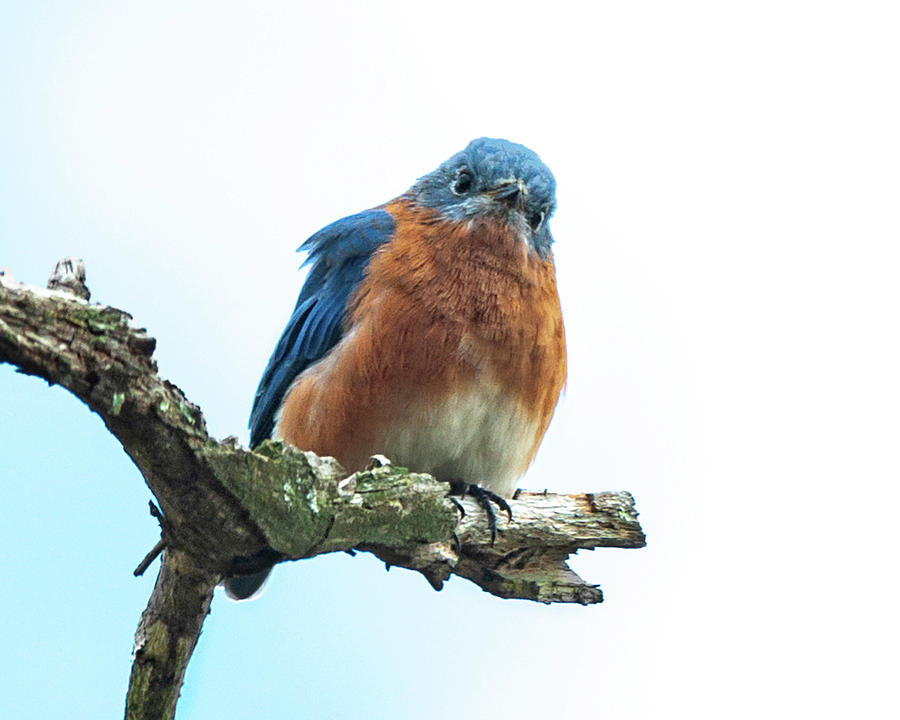 The Inquisitive Bluebird Photograph by Lara Ellis