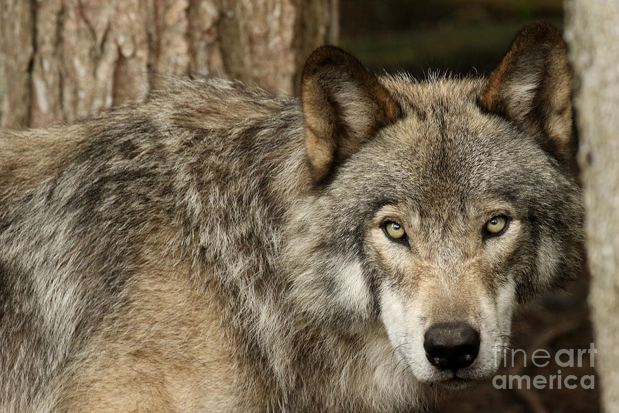 The intensity of the timber wolf Photograph by Heather King