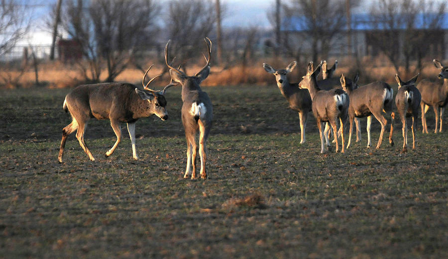 Squaring Off, color - Bucks, Texas Panhandle Photograph by Richard Porter