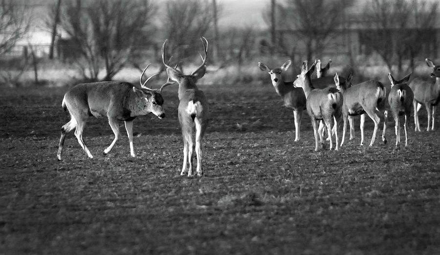 Squaring Off - Deer, Texas Panhandle Photograph by Richard Porter