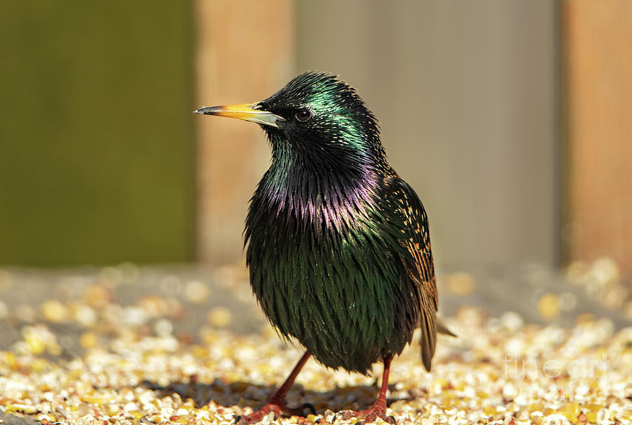 The Iridescent Plumage of a Starling Bird Photograph by Sandra Js