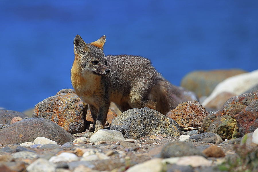 The Island Fox on Santa Cruz Island at Channel Islands National Park in California Photograph by Jetson Nguyen