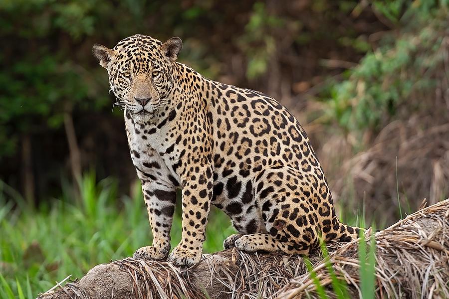 Nature Photograph - The Jaguar by Marco Pozzi